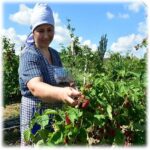 как собирать ежевику